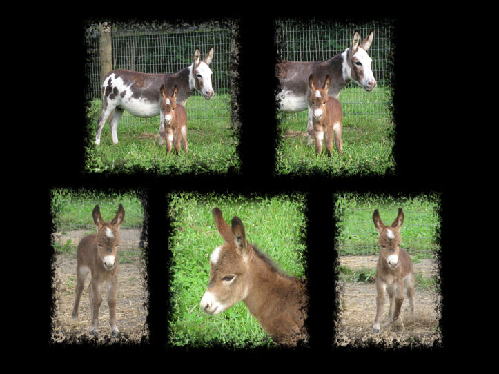 Critter Haven Farm Miniature Donkeys
